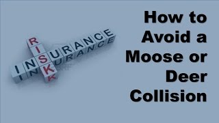 Avoiding Deer Car Collisions -  How to Avoid a Moose or Deer Collision 1