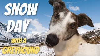 Greyhound has a blast in the snow!