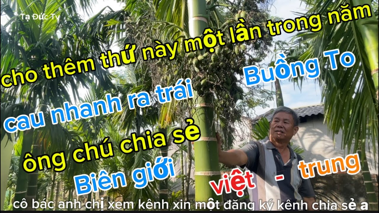 cho thêm thứ này một lần trong năm cây khoẻ buồng to