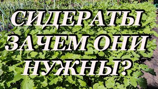 Как улучшить плодородие почвы?  СИДЕРАТЫ