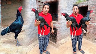 Download Lagu New entry at Nadeem shah aseel farm | Two black aseel roosters MP3 Download Lagu New entry at Nadeem shah aseel farm | Two black aseel roosters MP3