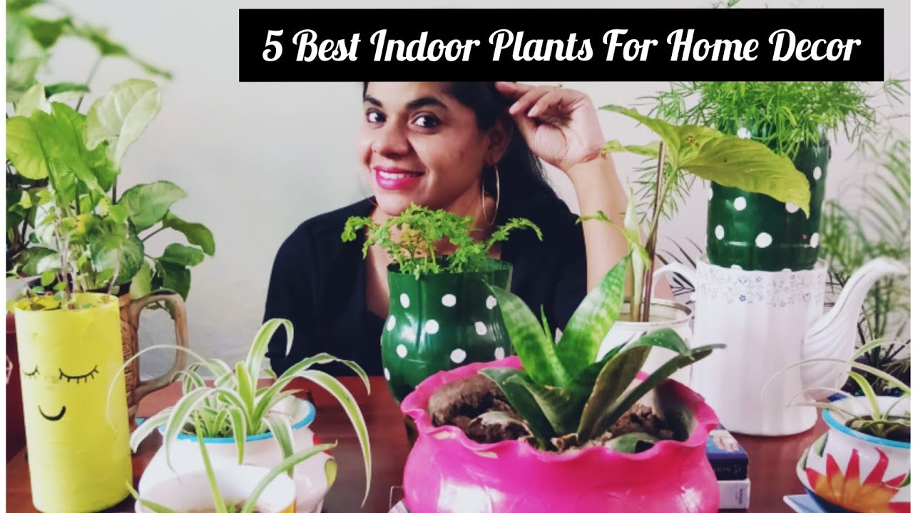 5 best indoor plants for home decor/Low maintenance Plants/Air