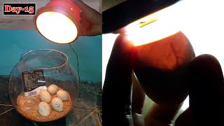 Incubator Day-15 | Candling Eggs | Candling Chicken Eggs