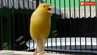SEKALI PUTAR KENARI LANGSUNG NYAUT!!
