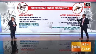 🦟 Diferencias entre los mosquitos que transmiten el dengue y Encefalomielitis equina del Oeste