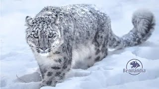 leopardo de las nieves screenshot 3