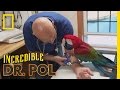 Talon Maintenance | The Incredible Dr. Pol