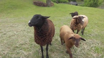 HPI Firestorm 104kmh my highspeed rekord. 3s 6000kv 120A Esc