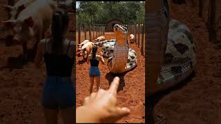 Unbelievable Real Life Moment Caught on Camera | 4K Viral Short USA