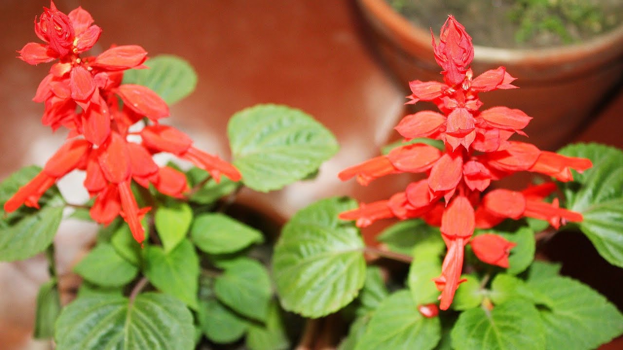 Salvia plant care.... Beautiful winter flower plant.... YouTube