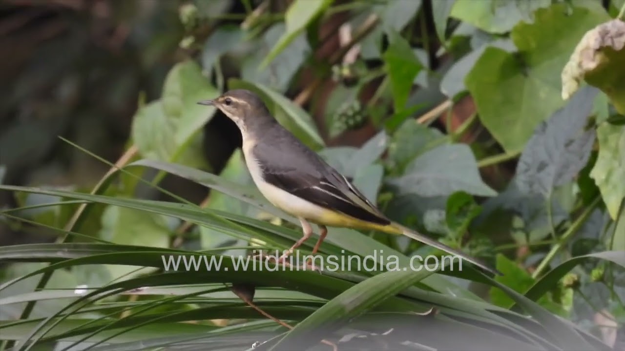 Exploring the Garden depths, the Grey Wagtail dhows Its playful behaviour