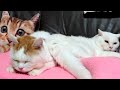 しろとちーちゃんライブ 191016 20時まで
