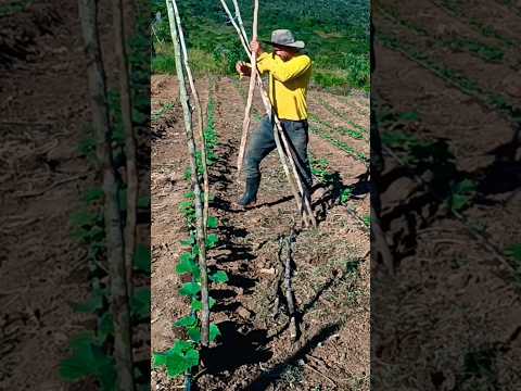 Vídeo: Como evitar pepinos amarelos e quando escolher um pepino