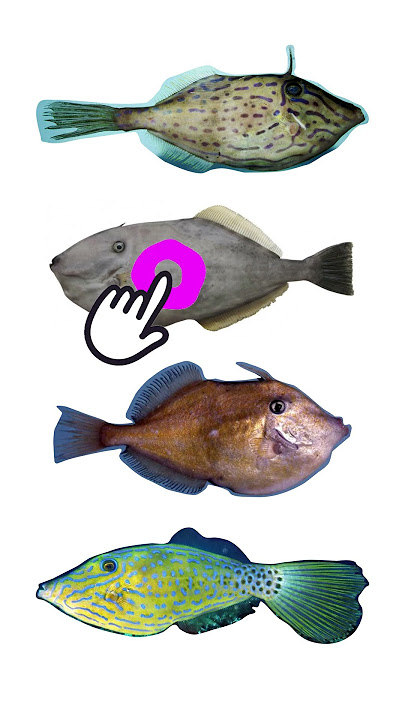 4 Species of Filefish | Genus: Aluterus, Family: Monacanthidae #filefish #foolfish #leatherjackets