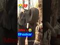 Bhaskar 💔 9 year 😭 old elephant#elephant #abhimanyu #bheema #emotional #emotional #lost