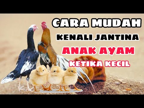 Video: Cara Menentukan Jantina Anak Ayam Budgerigar