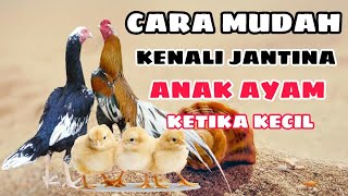 CARA MUDAH MENGENALI JANTINA ANAK AYAM KETIKA KECIL