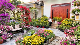 I Grew This Huge Chrysanthemum From Just One Cutting – Here’s How
