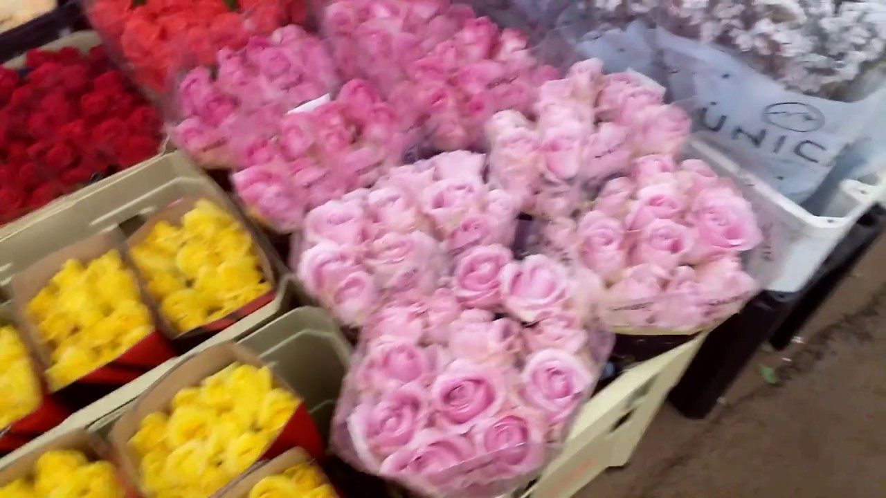Vlog pelo mercado de flores Ceasa campinas - thptnganamst.edu.vn