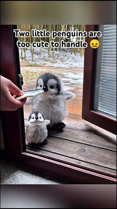 adorable penguins snack time #cute #adorable #pet #penguin #babyanimals #fluffy #cuteanimal