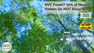 New York City Nature: The Hidden Forest in Manhattan (July, 2020)