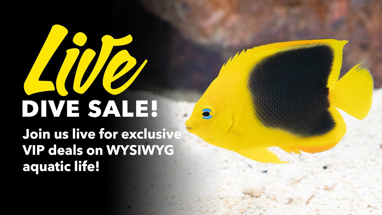 Tricolor Angelfish For Sale