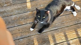 Our outside cat hangs out with us