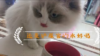 布偶猫小猫咪能有什么坏心思呢？她只是想喝和你一起喝水罢了 by Oh My Dear Little Julie 30 views 3 months ago 3 minutes, 10 seconds