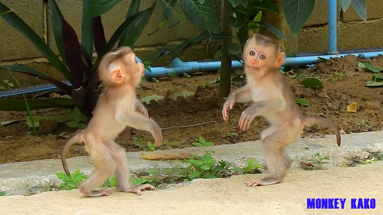 Cute Monkey | Baby Nina Stand And Walking To Hand On The Flower Tree
