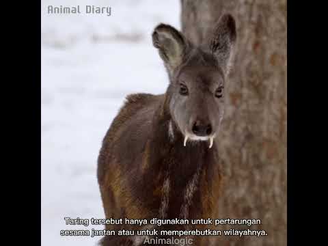 Video: Dari manakah rusa ekor putih berasal?