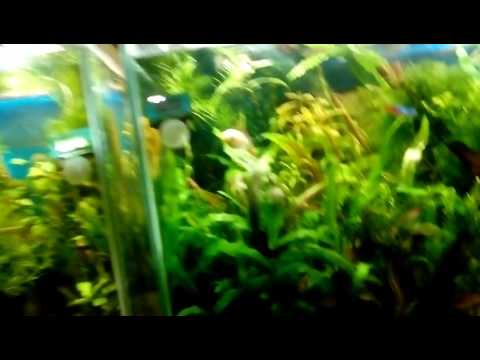 Как спать с открытыми глазами!