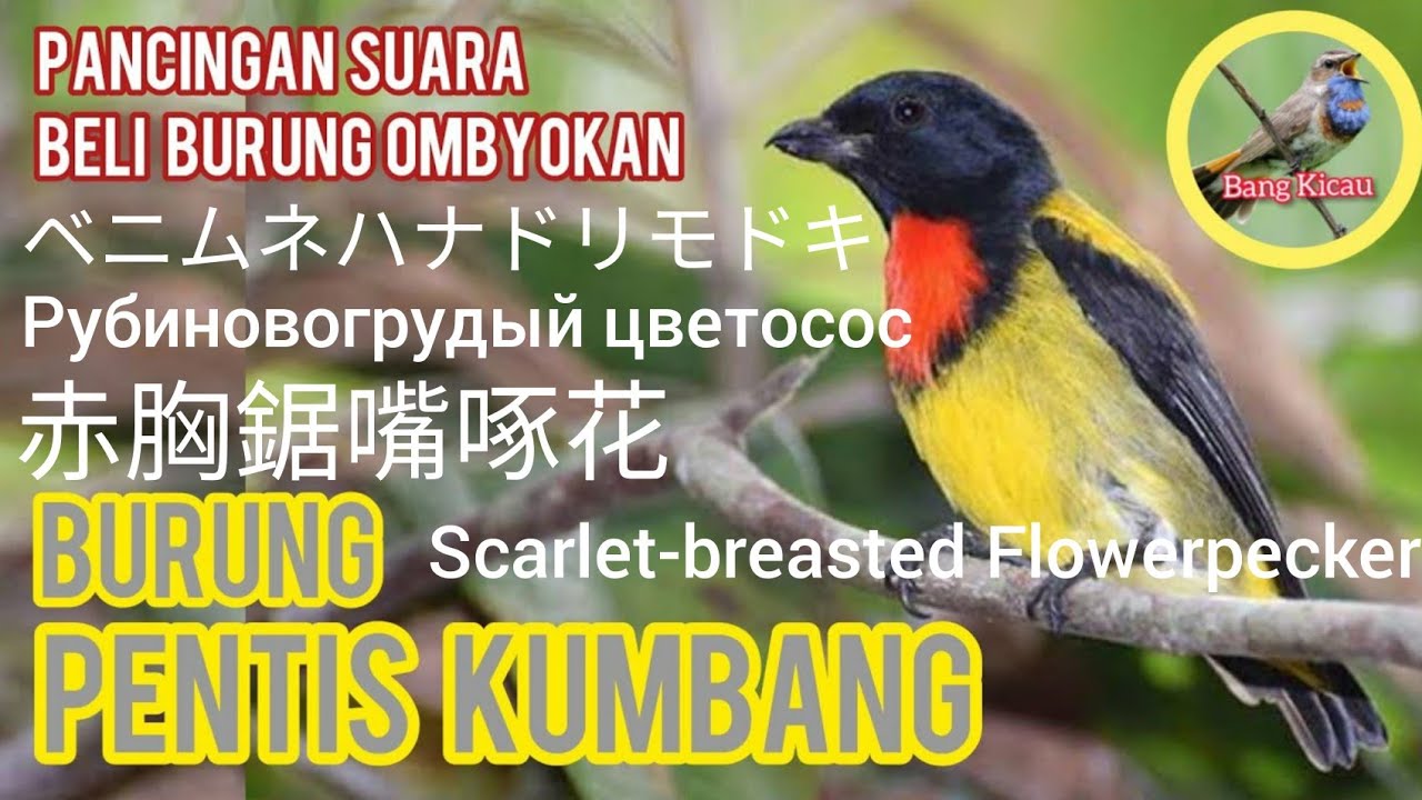 Pentis Kumbang | 赤胸鋸嘴啄花 | ベニムネハナドリモドキ | Scarlet-breasted Flowerpecker