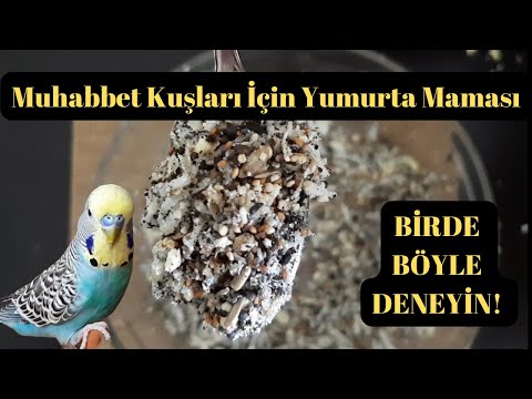 MUHABBET KUŞU İÇİN YUMURTA MAMASI NASIL YAPILIR ?