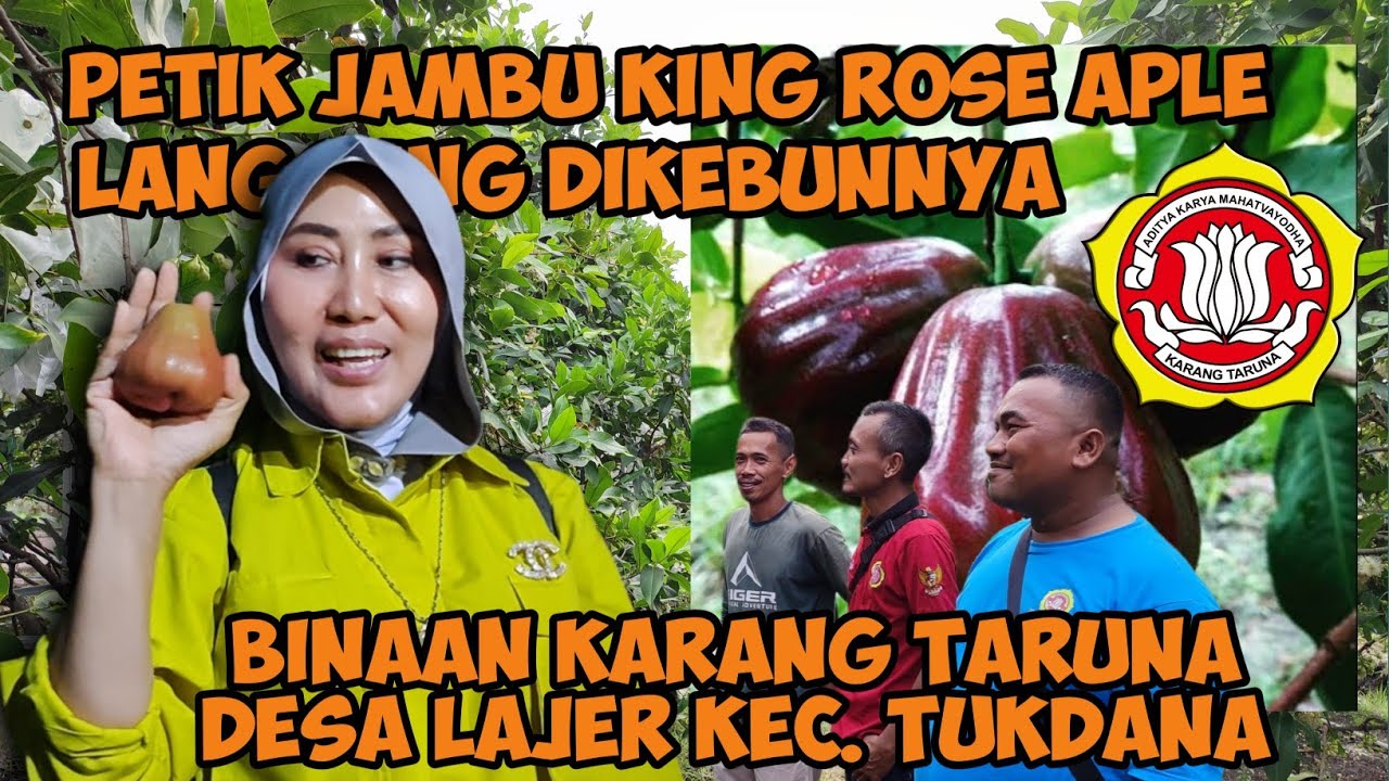 Agro Wisata // Petik Jambu Air di Kebun Binaan Karang Taruna Desa Lajer Indramayu