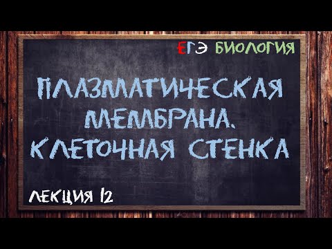 Видео: Какие органеллы покрыты однослойной мембраной?