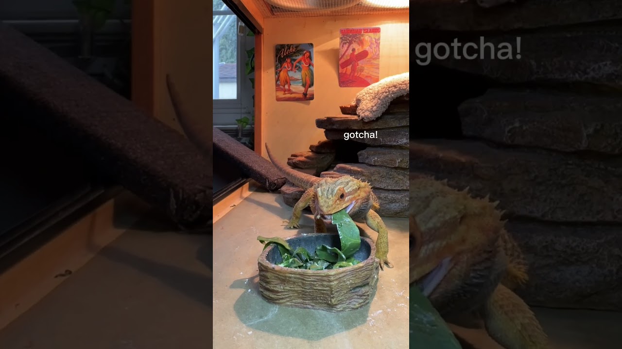 watch me feed my bearded dragon🦎🪱 