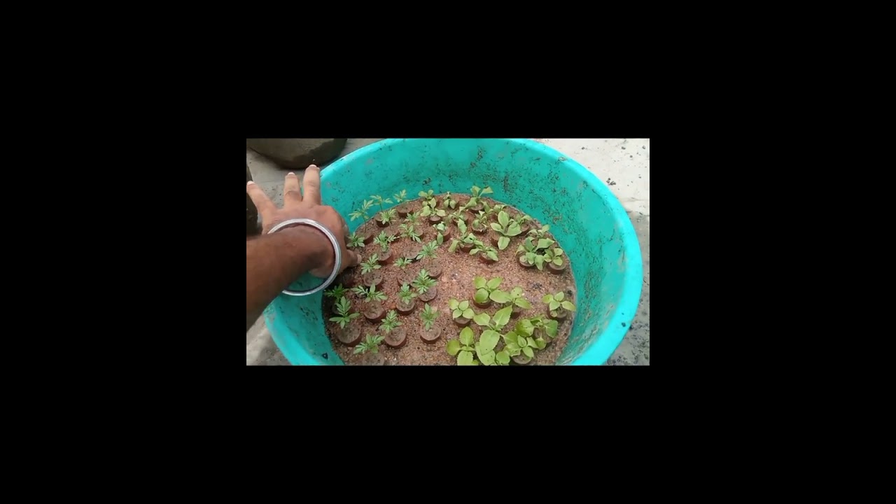 R morbe na apnar siter gach ai akta jinis follow korle|| Important tips of winter flower||✌️❤️