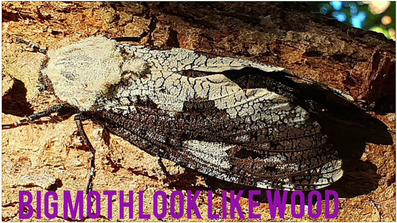 Big Night Moth Look Like Wood @Firsttimebyncn