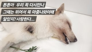 튼튼이가 강아지별로 긴 여행을 떠났습니다.