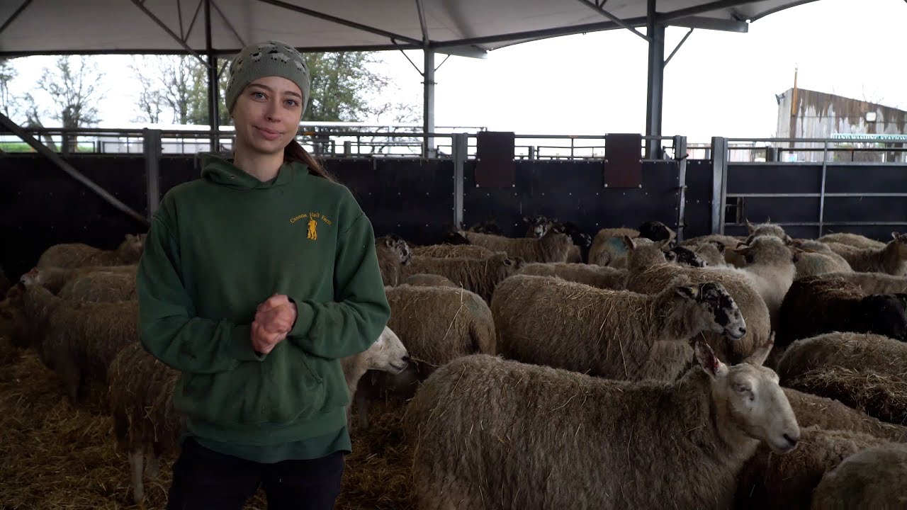 Preparing for lambing!