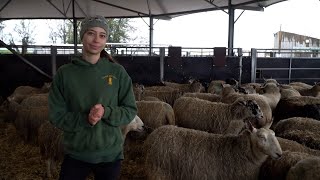 Preparing for lambing!