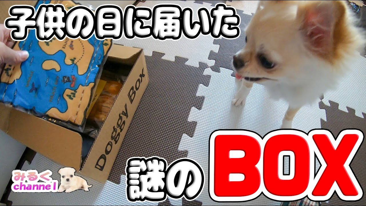 🔴5月5日子供の日に謎のBOXが届いた！子犬チワワみるく大喜び♪【dog】【puppy】【Chihuahua】【GW】