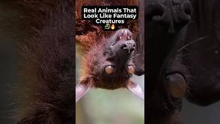 Real animals that look like fantasy creatures🐉🔥#AnimalFacts #DidYouKnow #WildlifeFacts #nature