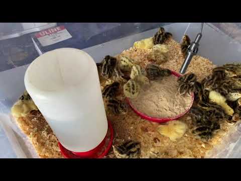 Quail Hatch Day Using The Little Giant Deluxe Incubator in 2021