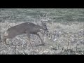 Deer hunt at cedar ridge whitetails