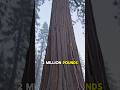 The tallest trees on earth