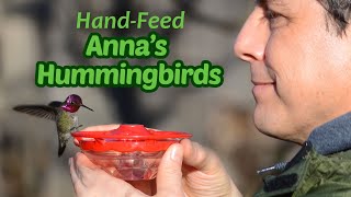Hand-Feed Anna's Hummingbirds