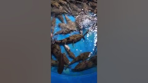 Cá bống tượng nuôi vỗ béo chất lượng từng con, cung cấp cá bống tượng giống #shortvideo