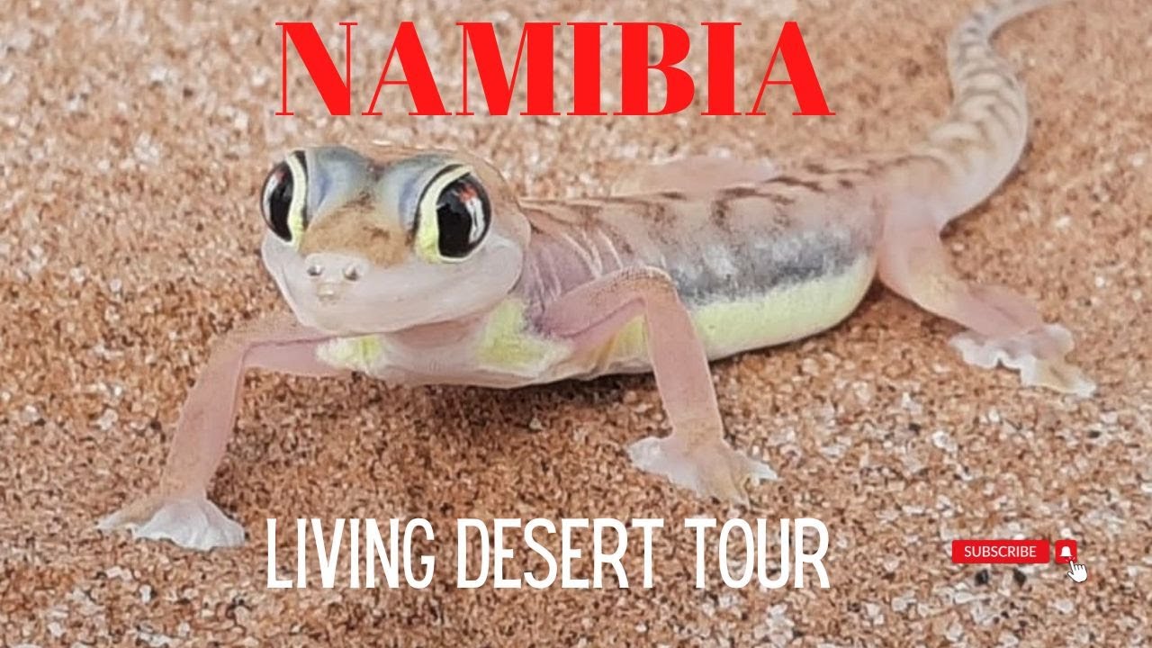 Living Desert Tour | Swakopmund | Namibia