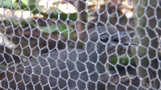 Superb Lyrebird imitating construction work  Adelaide Zoo